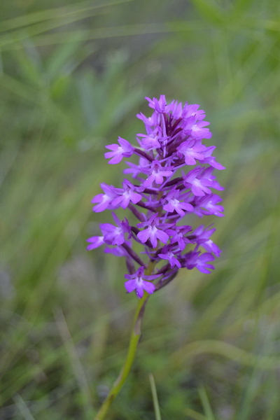 Tipologia di orchidea Orchide con fiori viola